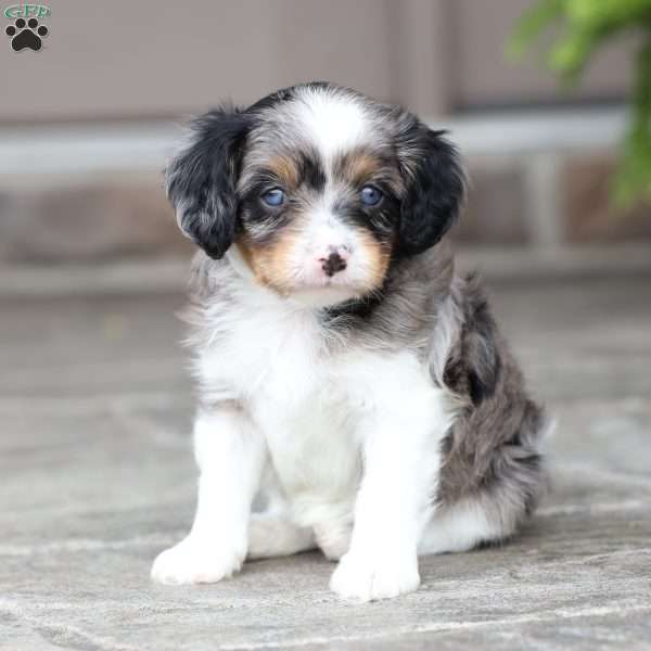 Londyn, Cavapoo Puppy